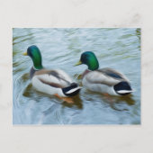 Mallard Ducks Briefkaart (Voorkant)