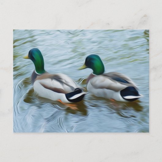 Mallard Ducks Briefkaart (Voorkant)