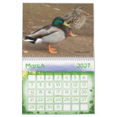 Mallard Ducks Calendar Kalender (Mar 2027)
