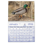 Mallard Ducks Calendar Kalender (Jan 2026)
