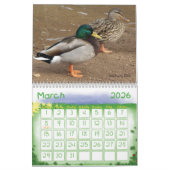 Mallard Ducks Calendar Kalender (Mar 2026)