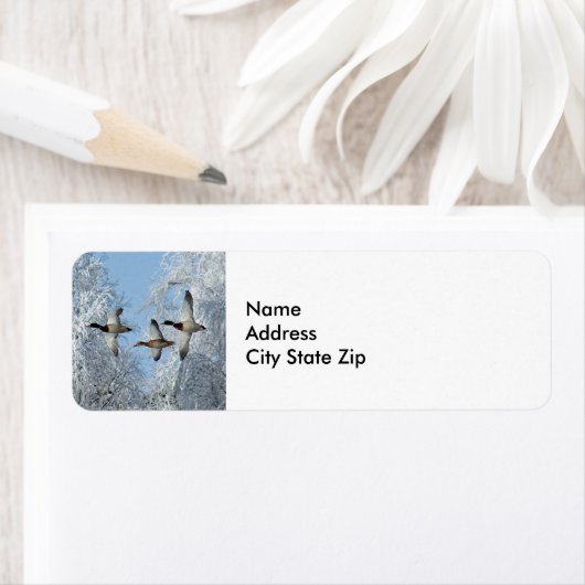 Mallard Ducks Flying Snow Foto Etiket (Insitu)