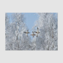 Mallard Ducks Flying Snow Foto
