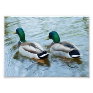 Mallard Ducks Foto Afdruk