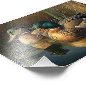 Mallard Ducks Foto Afdruk (Hoek)