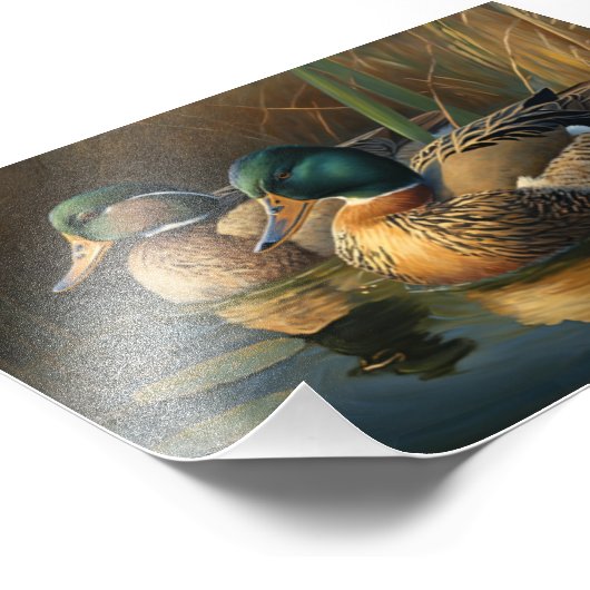 Mallard Ducks Foto Afdruk (Hoek)