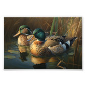 Mallard Ducks Foto Afdruk (Voorkant)