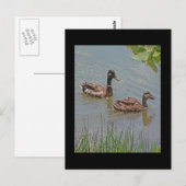 Mallard Ducks Foto Briefkaart (Voorkant / Achterkant)