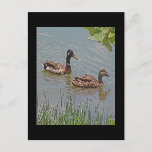 Mallard Ducks Foto Briefkaart (Voorkant)