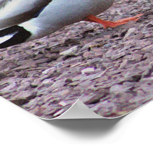 Mallard Ducks Foto Poster (Hoek)