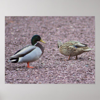 Mallard Ducks Foto Poster