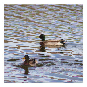 Mallard Ducks Foto Poster
