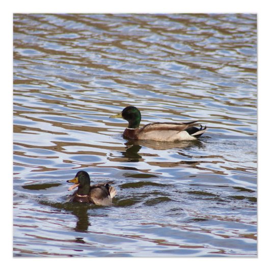 Mallard Ducks Foto Poster (Voorkant)