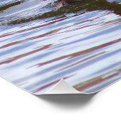 Mallard Ducks Foto Poster (Hoek)