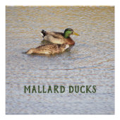 Mallard Ducks Foto Poster (Voorkant)
