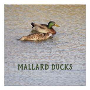 Mallard Ducks Foto Poster