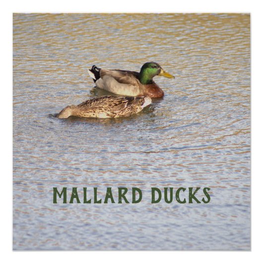 Mallard Ducks Foto Poster (Voorkant)