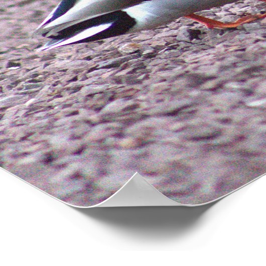 Mallard Ducks Foto Poster (Hoek)