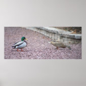 Mallard Ducks Foto Poster (Voorkant)