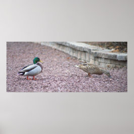 Mallard Ducks Foto Poster