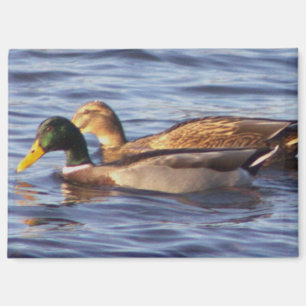 Mallard Ducks-fotomagneet Magneet