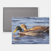 Mallard Ducks-fotomagneet Magneet (Voorkant / Achterkant)