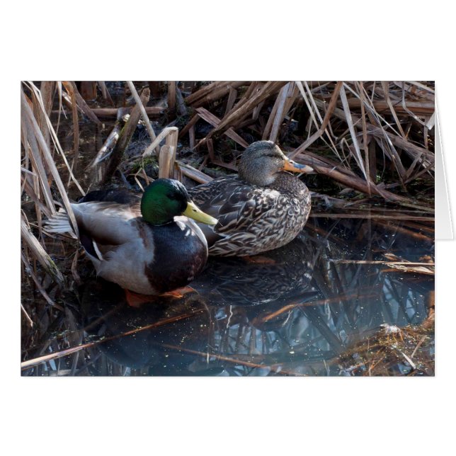 Mallard Ducks - Frameable Art Cards (Voorkant Horizontaal)