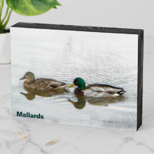 Mallard Ducks Houten Kist Print