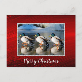 Mallard Ducks Ice Briefkaart voor Kerstmis