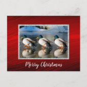 Mallard Ducks Ice Briefkaart voor Kerstmis (Voorkant)
