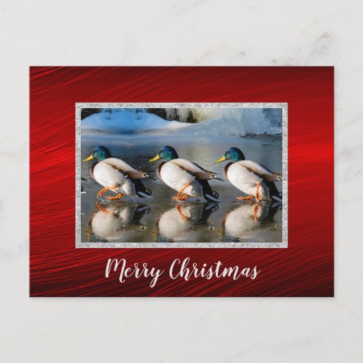 Mallard Ducks Ice Briefkaart voor Kerstmis (Voorkant)