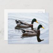 Mallard Ducks in Water Briefkaart (Voorkant / Achterkant)