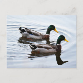 Mallard Ducks in Water Briefkaart