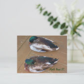 Mallard Ducks leggen op de dok Briefkaart (Staand voorkant)
