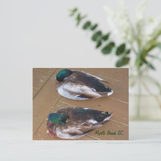 Mallard Ducks leggen op de dok Briefkaart (Staand voorkant)