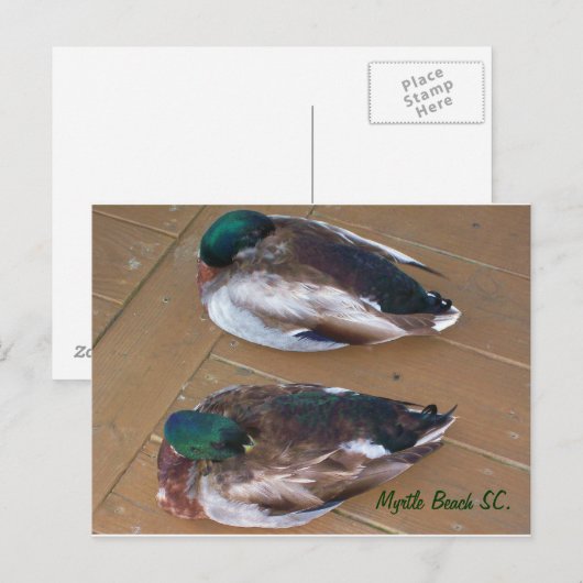 Mallard Ducks leggen op de dok Briefkaart (Voorkant / Achterkant)