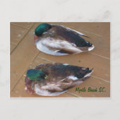 Mallard Ducks leggen op de dok Briefkaart (Voorkant)