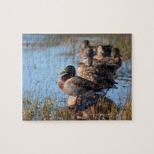Mallard Ducks Legpuzzel (Horizontaal)