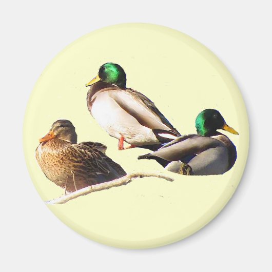 Mallard Ducks Magneet (Voorkant)