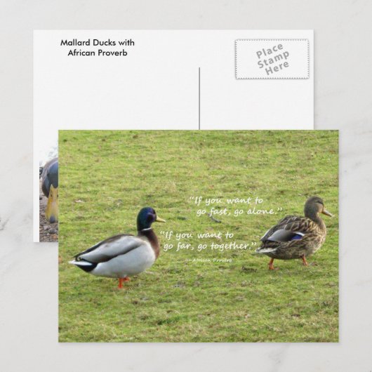 Mallard Ducks met African Proverb Briefkaart (Voorkant / Achterkant)