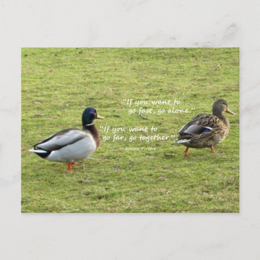 Mallard Ducks met African Proverb Briefkaart (Voorkant)