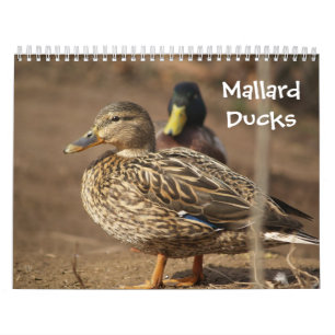 Mallard Ducks Natuur Agenda Kalender