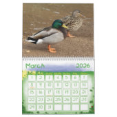 Mallard Ducks Natuur Agenda Kalender (Mar 2026)