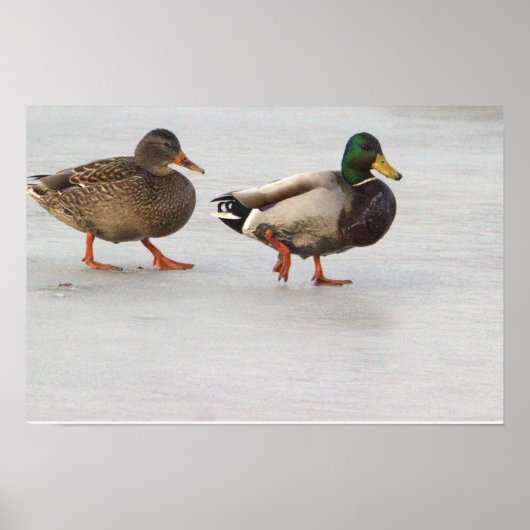 Mallard Ducks op Ice Poster (Voorkant)