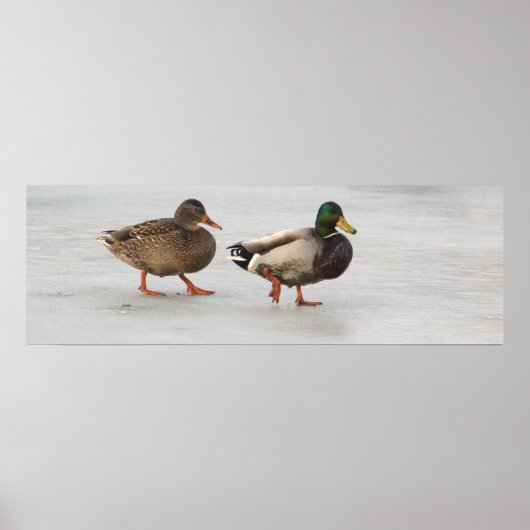 Mallard Ducks op Ice Poster (Voorkant)