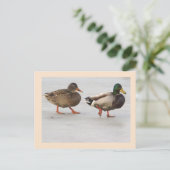 Mallard Ducks Photo Briefkaart (Staand voorkant)