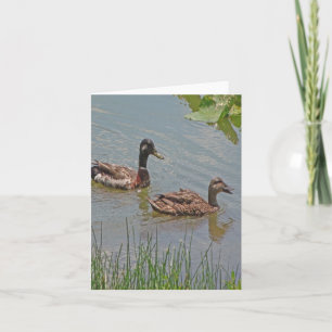 Mallard Ducks Photo Folded Note Kaart
