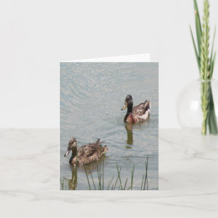Mallard Ducks Photo Folded Note Kaart