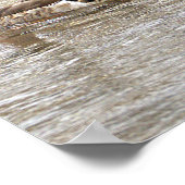 Mallard Ducks Photo Poster (Hoek)