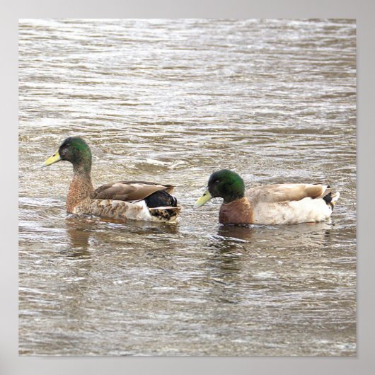 Mallard Ducks Photo Poster (Voorkant)